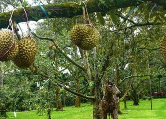 Kampung Durian Rancamaya, Eksplorasi Durian Lokal di Bogor