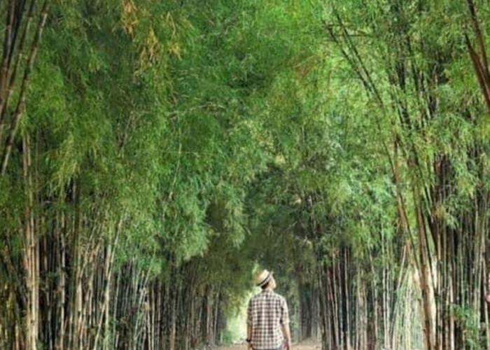 Hutan Bambu Keputih: Oase Asri di Tengah Kota Surabaya