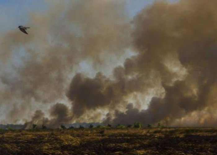 Pejabat Pemerintah dan TNI Semakin Kesal Dampak Udara, Masyakarat Sumsel Semakin Keluhkan Kondisi Kabut Asap
