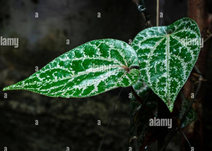 Mengatasi Infeksi Bakteri dengan Daun Sirih Merah: Manfaat Flavonoid dan Fenol yang Ampuh