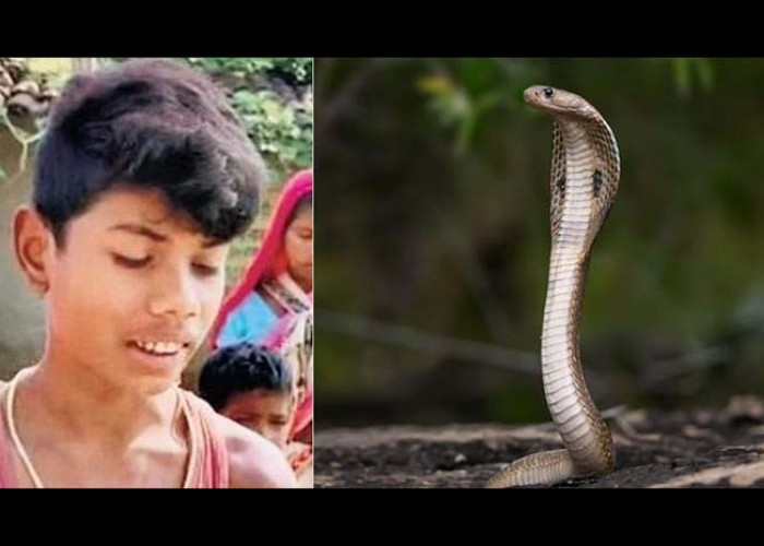 Heboh: Anak Kecil di India Menggigit Ular Kobra Hingga Mati!