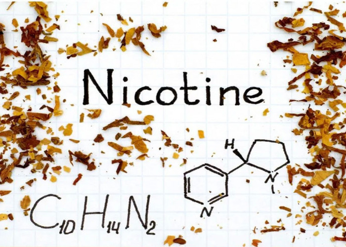 Ini Dia! 3 Manfaat Nikotin untuk Kesehatan, Ternyata Mampu Meningkatkan Kemampuan Kognitif. Ayo Simak!