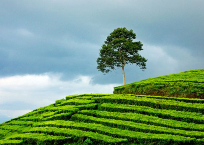Kebun Teh Gunung Dempo: Wisata Hijau yang Wajib Dikunjungi di Pagar Alam!