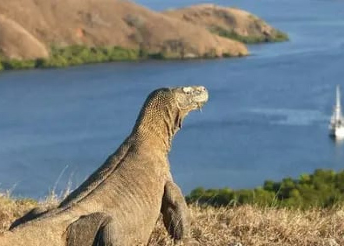 Mengagumkan! Eksplorasi Wisata Pulau Komodo, Cek Rute dan Kisaran Harganya