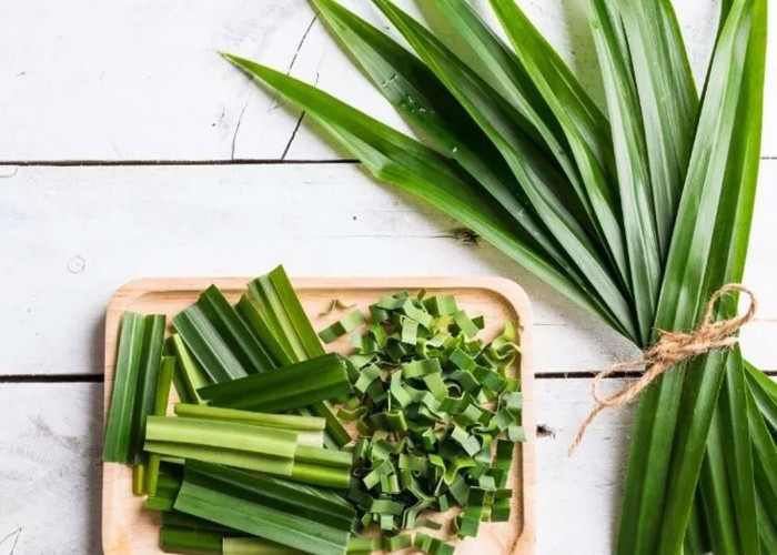 Rahasia Daun Pandan untuk Kulit Kepala Sehat dan Bebas Ketombe