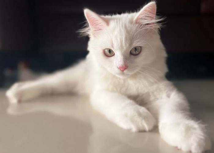 Perawatan Khusus Kucing Persia nih Agar Anggun dan Berbulu Panjang Jadi Cantik Deh!