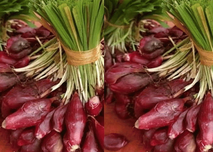 Bawang Dayak: Tanaman Sederhana yang Ternyata Super Hebat, Penakluk Gula Darah dan Penjaga Jantung