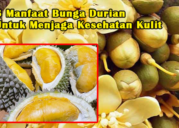 Di Juluki 'King Of Fruit', Inilah 6 Manfaat Bunga Durian Untuk Menjaga Kesehatan Kulit Anda, Wajib Tau!