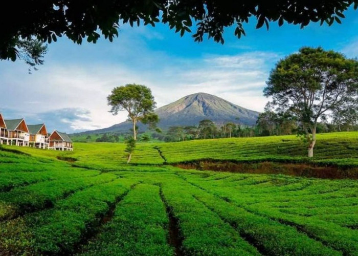 Wah Segar! Gunung Dempo Pagar Alam: Surga Pendaki dengan Dua Puncak Eksotis dan Panorama Kebun Teh!