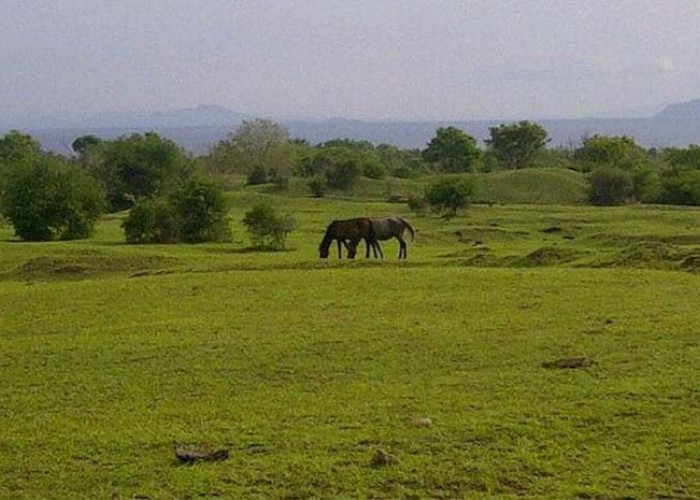 Temukan Keindahan Padang Savana Mirip New Zealand Hanya 30 Km dari Palembang