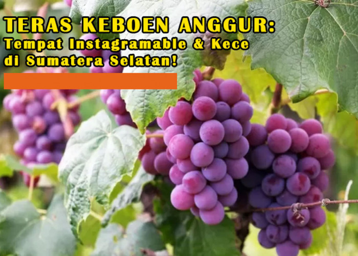 InstaParadise Palembang: Petik Anggur di Teras Keboen Anggur, Tempat Instagramable & Kece di Sumatera Selatan!