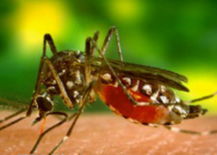 Malaria dan Penyakit Ginjal Akut (PGA): Explorasi Hubungan & Implikasinya dalam Kesehatan Global