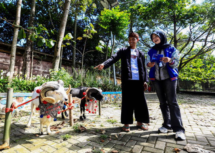 Idul Adha Jadi Momentum, BRI Peduli Dorong Produktivitas Peternak Domba di Desa BRILiaN Sukalaksana Garut