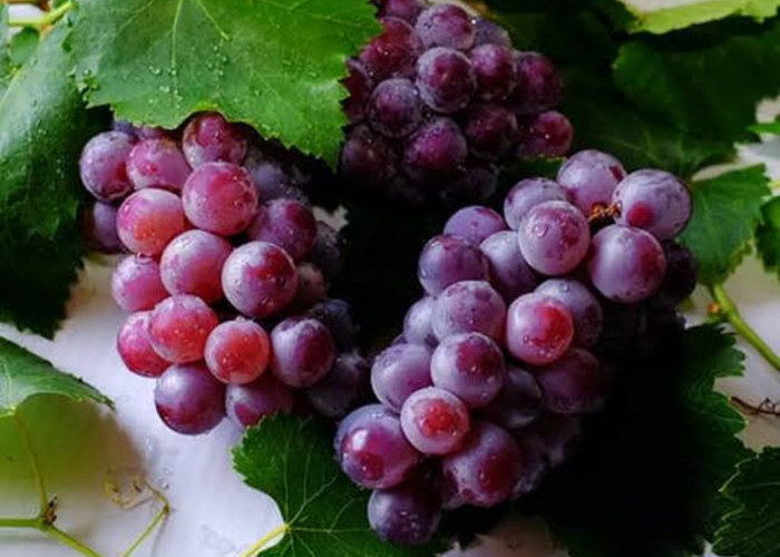 Anda Wajib Tau! Mitos & Fakta Seputar Lilin pada Buah Anggur: Apakah Benar Perlu Dihindari?