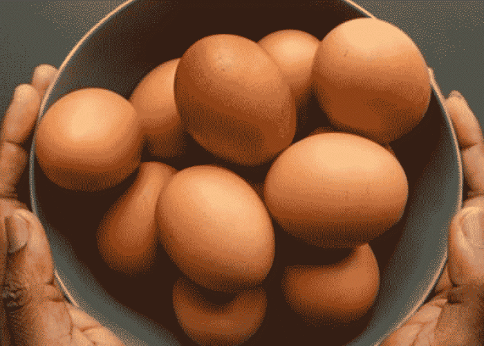 Telur Ayam Kampung vs Organik: Mana yang Benar-Benar Lebih Sehat untuk Tubuh?