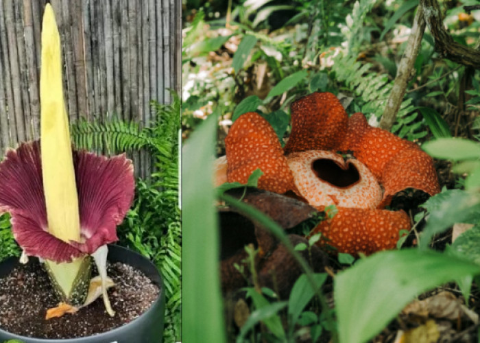 Bunga Bangkai dan Rafflesia: Keajaiban Alam dengan Keunikan Memikat di Indonesia, beriku Perbedaanya