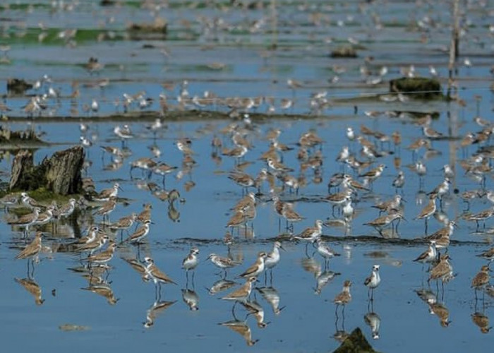 Surganya Para Burung! Taman Nasional Sembilang Menjadi Habitat 2000 Spesies, Bangau Bluwok Salah Satunya? 