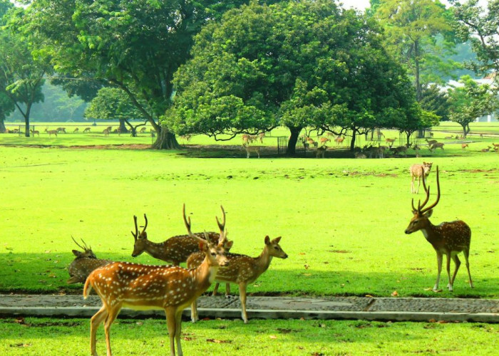 Wow! Kebun Binatang Sriwijaya: Destinasi Edukatif dan Rekreasi Favorit di Palembang Nih!