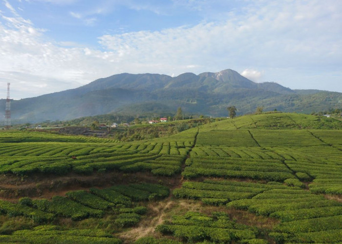 Gunung Talang, Keindahan dan Ancaman di Sumatera Barat