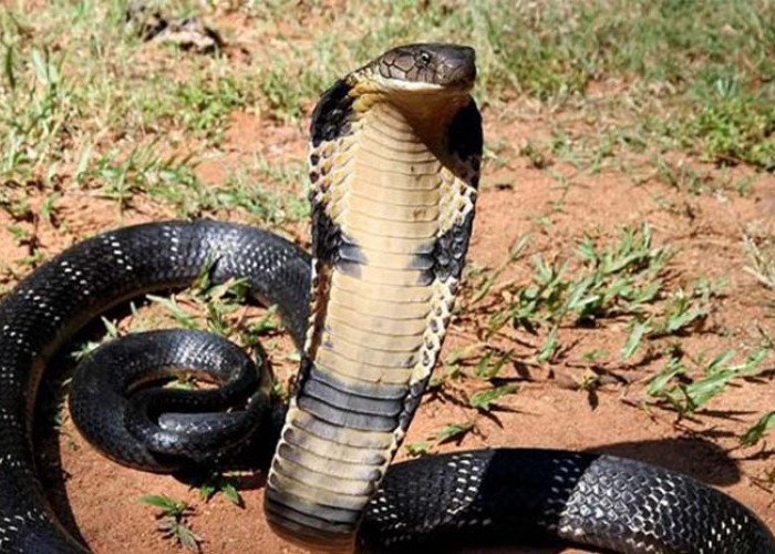 Pawang Ular King Kobra Tewas Setelah Dipatuk dalam Atraksi HUT RI ke-78 di Sumedang