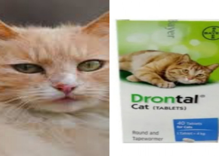 Pilihan Terbaik Mengatasi Cacingan pada Kucing Drontal Cat Tablet dan Cat Choize Kitten Tuna with Milk Dry 1kg