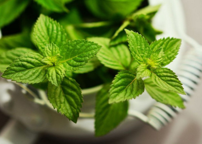 Khasiat Daun Peppermint: Solusi Alami untuk Melancarkan Pencernaan dan Meningkatkan Metabolisme