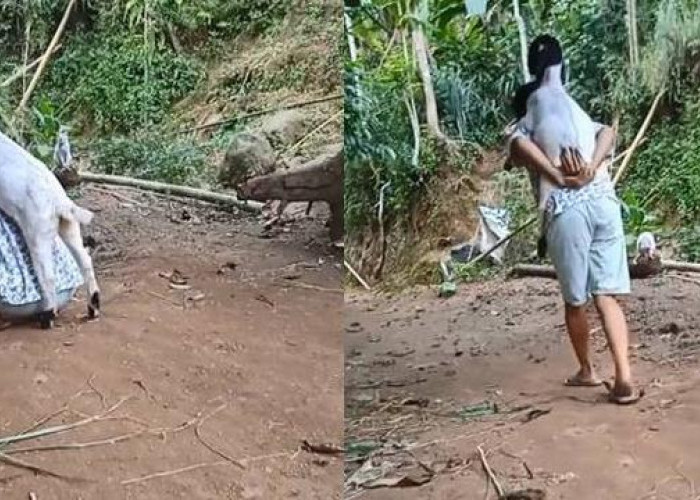 Viral Momen Lucu : Kambing Minta Gendong seperti Anak Kecil !