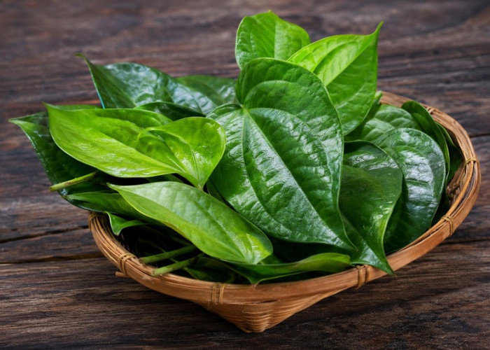 Khasiat Daun Sirih untuk Kesehatan, Mulut Bersih hingga Kulit Lebih Terawat
