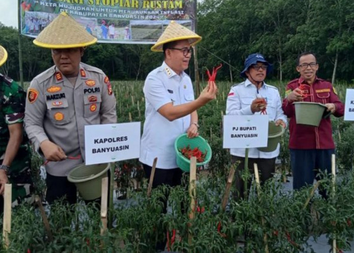 Panen Cabe Hani S. Rustam di Banyuasin: Gerakan Tanam Sayur Lawan Inflasi