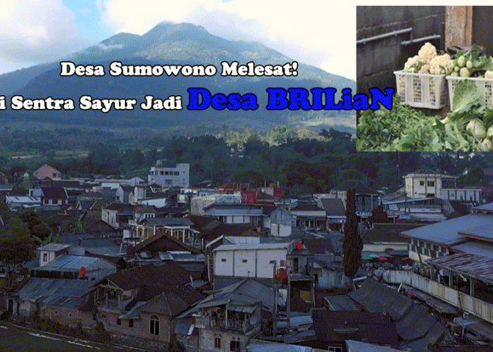 Desa Sumowono Melesat! Dari Sentra Sayur Jadi Desa BRILiaN Berkat Inovasi dan Dukungan BRI