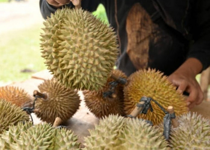 Tepuk Buah Durian untuk Memastikan Kematangan: Langkah Penting Memilih Durian yang Sempurna