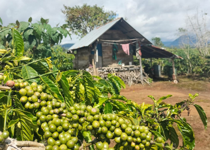 Mengapa Kopi Semendo Layak Menjadi Kebanggaan Sumatera Selatan? Ini Alasannya