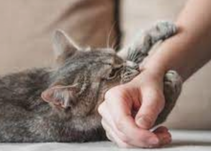 Kucing Peliharaan Menggigit: Apakah Itu Tanda Cinta atau Butuh Perhatian? Menyingkap Maknanya