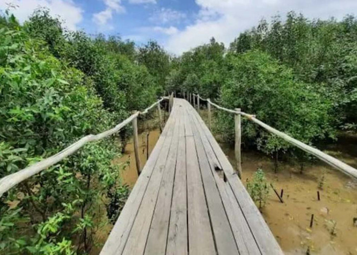 Waw! Hutan Mangrove Lalan, Keindahan Alam Terbesar di Bagian Barat Indonesia