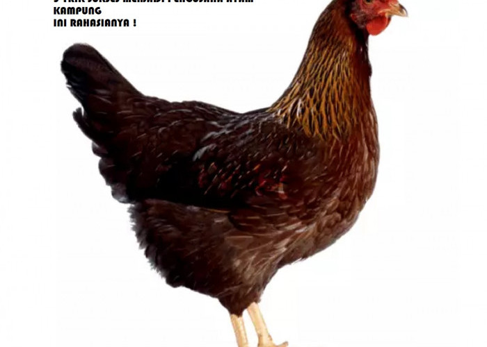 Rahasia Sukses Jadi Pengusaha Ayam Kampung, Ini 5 Trik Ampuhnya!
