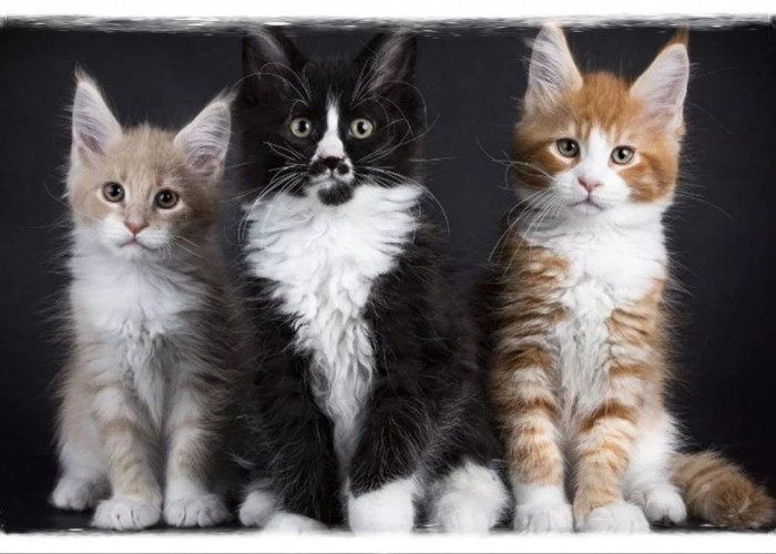 Pintar, Lucu, dan Penuh Kasih: 11 Jenis Kucing Ras Cocok untuk Jadi Sahabat Anak Anda!