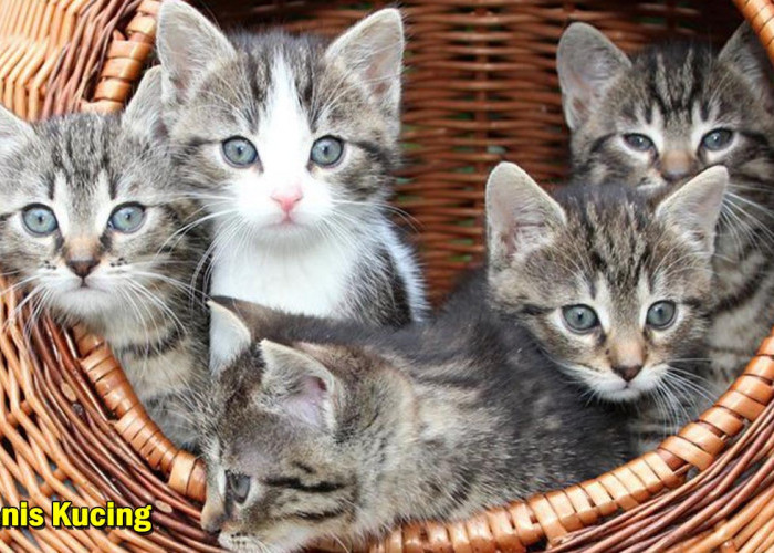 Menggemaskan! 10 Jenis Kucing Paling Istimewa dan Teman Setia Manusia, Banyak Orang yang Suka Lho !