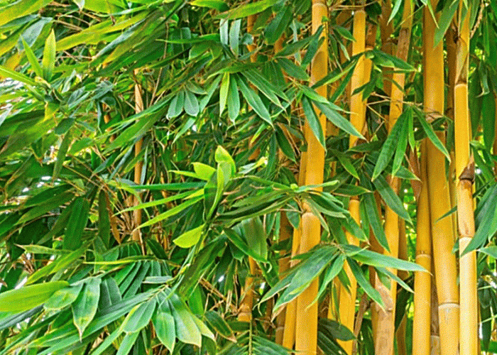 Kegunaan Bambu Kuning yang Jarang Diketahui: Tanaman Multifungsi Pembawa Hoki & Penjaga Lingkungan