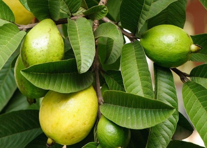 Daun Jambu Biji: Rahasia Alam yang Tersembunyi untuk Atasi Diare, Kolesterol, hingga Diabetes
