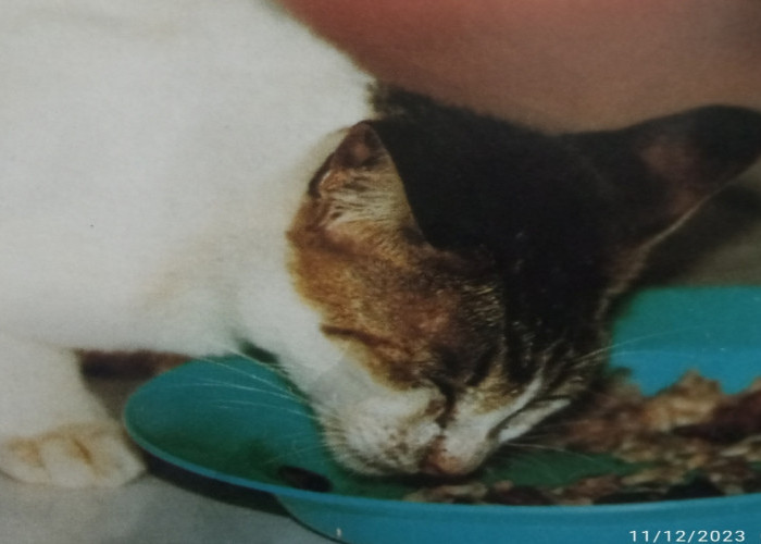 Dampak Pemberian Makanan Kucing Harus Makanan Kering Atau Basah?