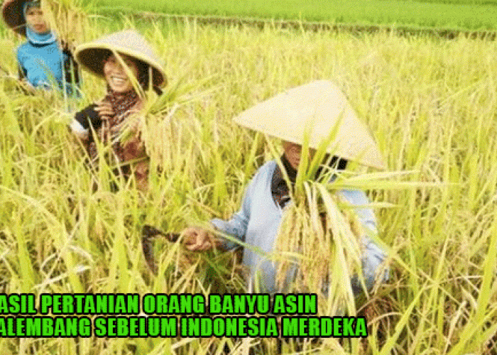 Cuma Ini ! Hasil Pertanian Orang Banyu Asin Palembang Sebelum Indonesia Merdeka