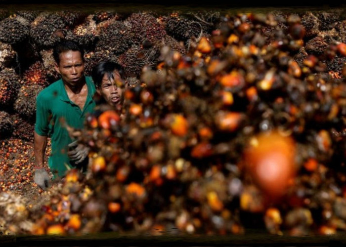 Harga Crude Palm Oil (CPO) Berpotensi Meningkat di Tengah Proyeksi Peningkatan Produksi dan Faktor Eksternal
