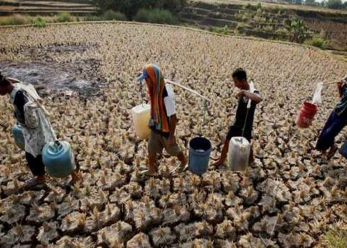 Fenomena El-Nino Sulitkan Warga Banyuasin Cari Sumber Air Bersih dan Bertani 