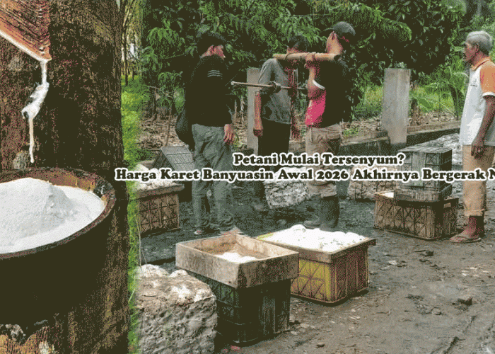 Petani Mulai Tersenyum? Harga Karet Banyuasin Awal 2026 Akhirnya Bergerak Naik