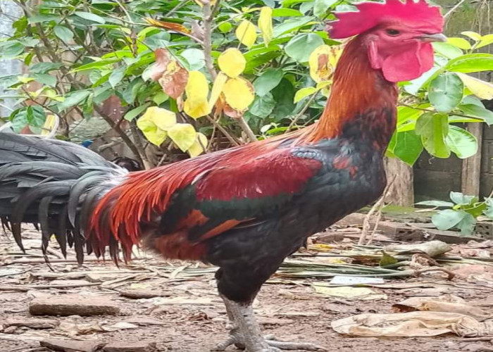 Ayam Kampung Kuliner Desa yang Mencuri Hati dengan Tradisi Ternak yang Autentik