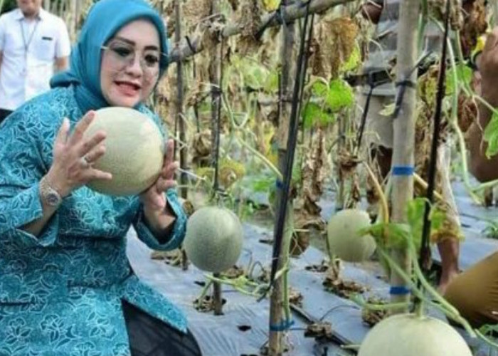 Merry Hani Rustam Mewujudkan Ketahanan Pangan, dan Ekonomi Melalui Panen Cabai dan Melon