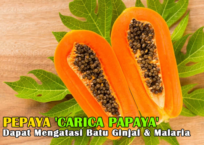 Tak Hanya Lezat & Segar! Pepaya 'Carica papaya' Dapat Mengatasi Batu Ginjal & Malaria, Mari Buktikan!
