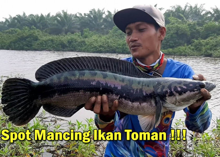 Berburu Ikan Toman di Banyuasin! Ini dia 5 Spot Mancing Paling Terkenal Dekat Kota Pangkalan Balai,Let's Go!