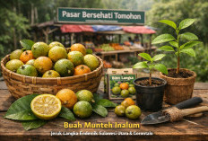 Munteh Inalum, Jeruk Liar Langka dari Sulawesi yang Nyaris Tak Tersentuh Pasar