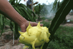 Dari Banyuwangi ke Pasar Nasional, Petani Buah Naga Naik Kelas Lewat Program Klasterku Hidupku BRI